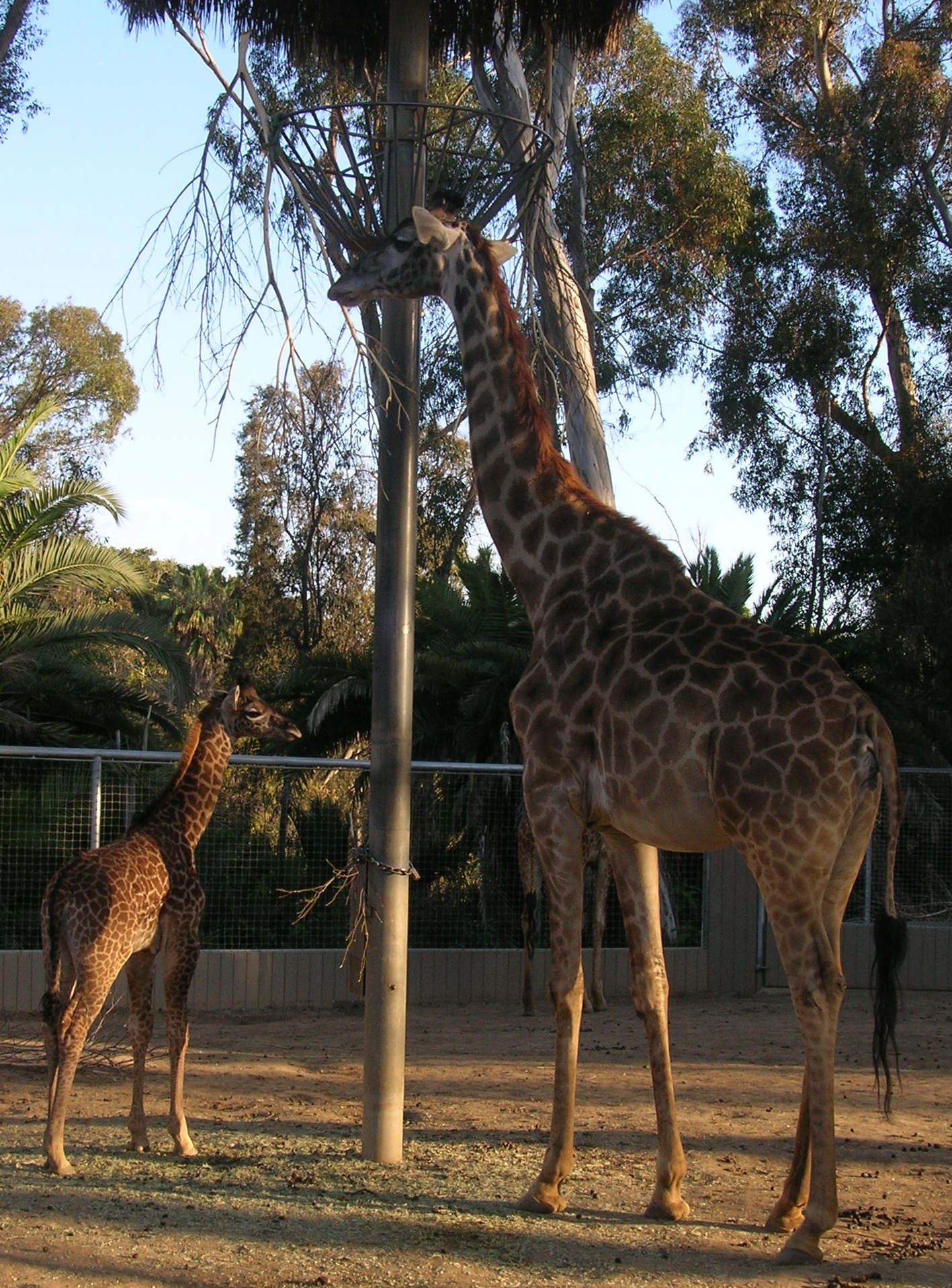 San Diego Zoo mother & baby snapshots