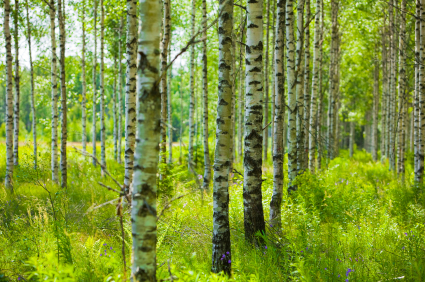 Seeing the forest for the Birch reduction